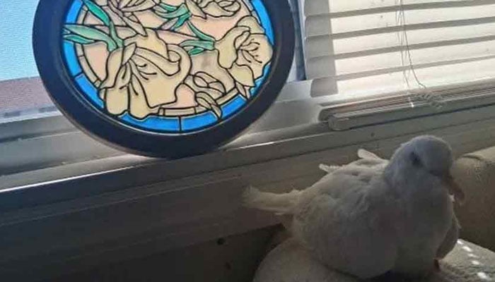 ---تصویر بشکریہ غیر ملکی میڈیا