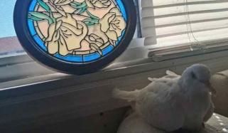 امریکی پالتو فاختہ کا طویل عمر کا عالمی ریکارڈ قائم