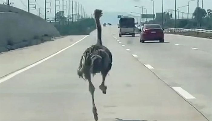 تصویر سوشل میڈیا۔