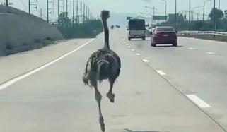 تھائی لینڈ: کیفے سے فرار شترمرغ کو 10 میل دور پکڑ لیا گیا