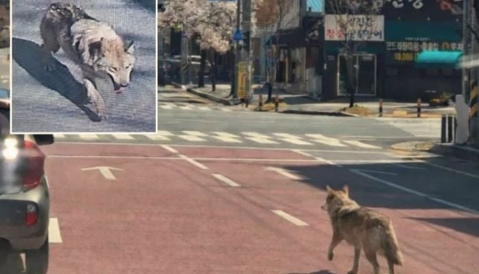Hundreds of people, including firefighters, police, and military personnel, are searching for a wolf that escaped from Daejeon Zoo