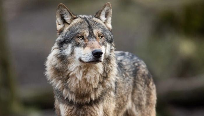 South Korea: Fears mount as schools close, travel disrupted after wolf escapes from Daejeon Zoo