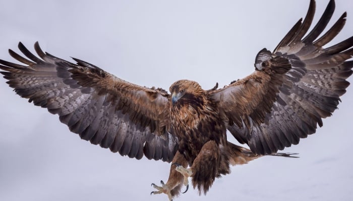 Golden eagles set to return to England after 150 years amid recovery zones discovery