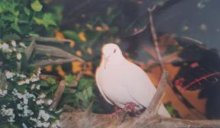 سب سے طویل عمر پانے والا کبوتر، ایک انسان کی اوسط عمر کے برابر زندہ رہا