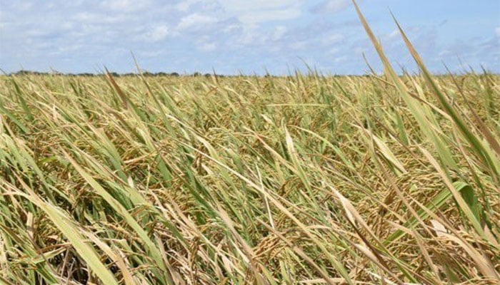 یورپ میں نئے قانون کا نفاذ، پاکستانی خوردنی اشیا کی برآمدات کو خطرہ لاحق ہونے کا اندیشہ