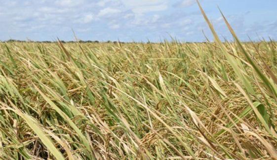 یورپ میں نئے قانون کا نفاذ، پاکستانی خوردنی اشیا کی برآمدات کو خطرہ لاحق ہونے کا اندیشہ