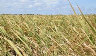 یورپ میں نئے قانون کا نفاذ، پاکستانی خوردنی اشیا کی برآمدات کو خطرہ لاحق ہونے کا اندیشہ