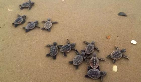 گوادر: 40 سال میں صرف 12 مرتبہ دیکھے جانے والے کچھوے مردہ پائے گئے