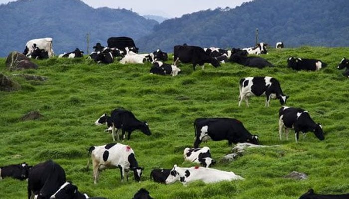 — فائل فوٹو