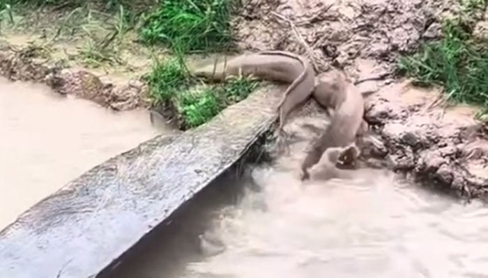 شدید بارشوں کے باعث کیٹ فش پانی سے نکل کر زمین پر آگئیں
