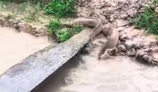 شدید بارشوں کے باعث کیٹ فش پانی سے نکل کر زمین پر آگئیں