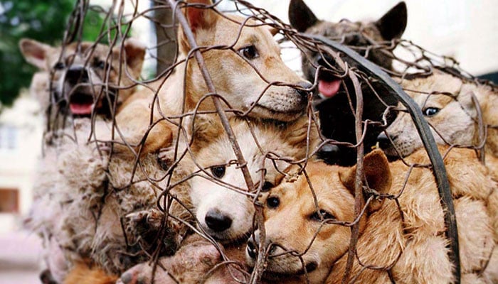 ---فائل فوٹو