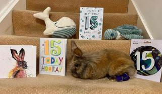 برطانیہ کا ’’ہربی‘‘ دنیا کا سب سے طویل العمر خرگوش قرار