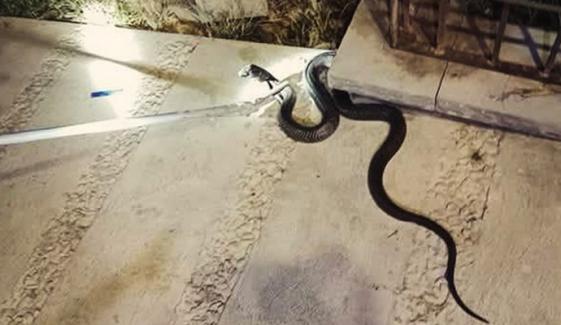 کراچی، ڈیفنس کے ایک گھر میں سانپ نکل آیا