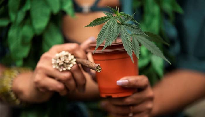 US moves to reclassify Marijuana as less dangerous in major policy shift