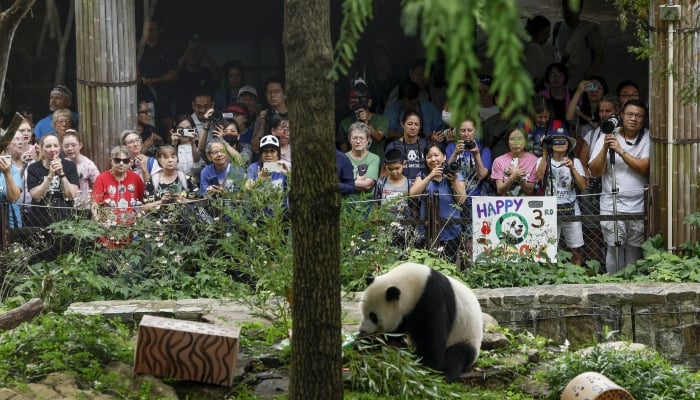 Panda loan programme