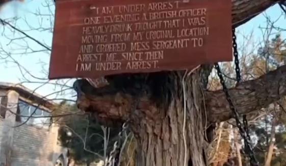 لنڈی کوتل میں انگریز دور سے گرفتار درخت رہائی کا منتظر