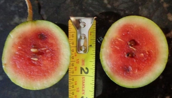 شوقیہ بریڈرز نے مرغی کے انڈے کے برابر تربوز اُگا لیا