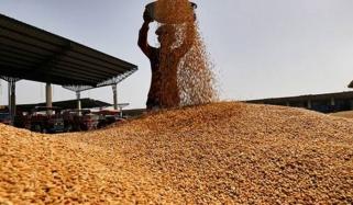 بلوچستان سے باہر گندم کی غیر مجاز نقل و حمل پر 2 ماہ کیلئے پابندی عائد