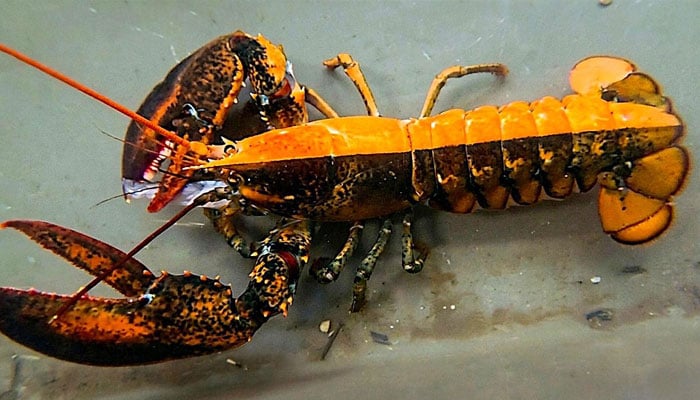 —فوٹو بشکریہ سوشل میڈیا