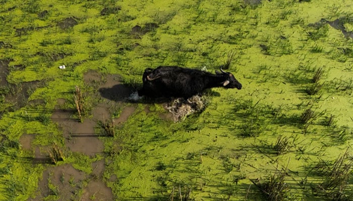 —فوٹو بشکریہ عرب میڈیا