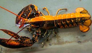 دو رنگ والا نایاب جھینگا دریافت