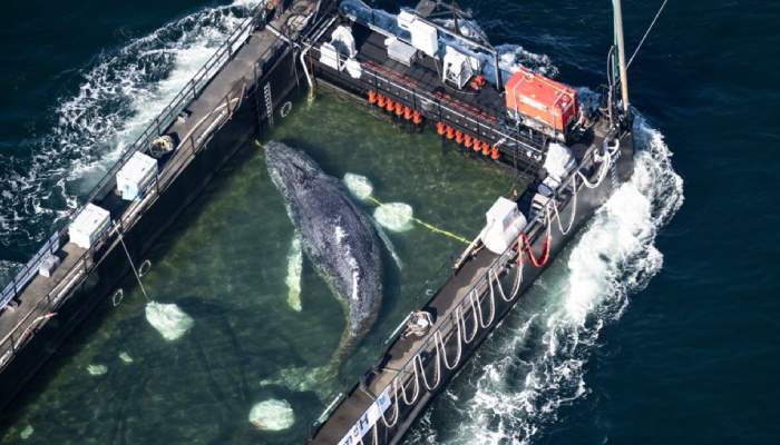 Humpback whale ‘Timmy’ returns to North Sea after weeks stranded off Germany