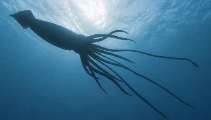 Researchers found genetic ‘fingerprints’ left behind by the animal’s skin and mucus