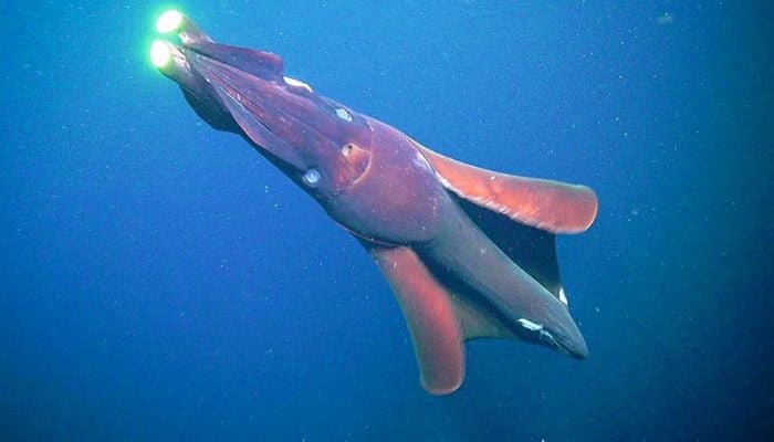 Giant squid detected off Australia coast for first time in 25 years