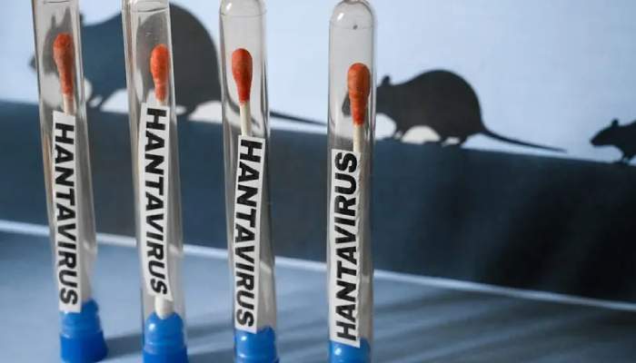 Hantavirus surge linked to climate change, experts warn after spike in cases
