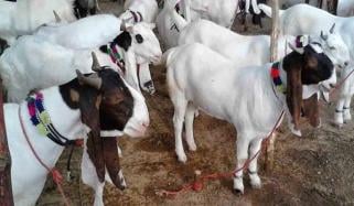 کراچی، ملیر سے لاکھوں روپے مالیت کے 9 بکرے چوری 