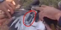 پیر چناسی کے پہاڑ سے عقاب پکڑا گیا، ڈیوائس نصب تھی 