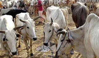 بھارتی ریاست بنگال میں جانور ذبح کرنے پر نئی پابندیاں عائد