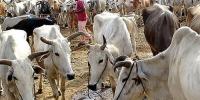 بھارتی ریاست بنگال میں جانور ذبح کرنے پر نئی پابندیاں عائد