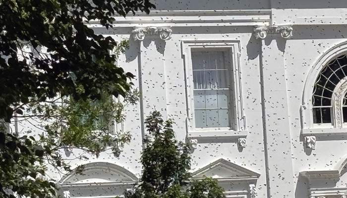 White House bee swarm sparks buzz after Melania’s hive expansion project