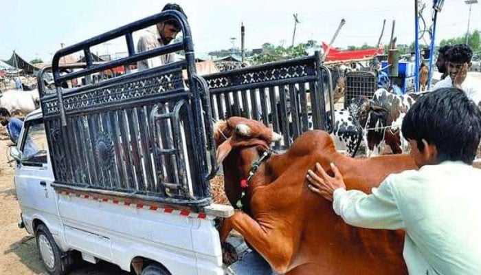 موٹر ویز پر جانوروں سے لدی گاڑیوں کے داخلے پر مکمل پابندی عائد