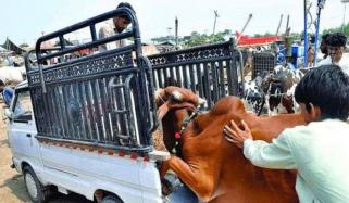 موٹر ویز پر جانوروں سے لدی گاڑیوں کے داخلے پر مکمل پابندی عائد