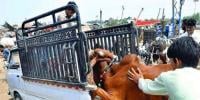 موٹر ویز پر جانوروں سے لدی گاڑیوں پر مکمل پابندی