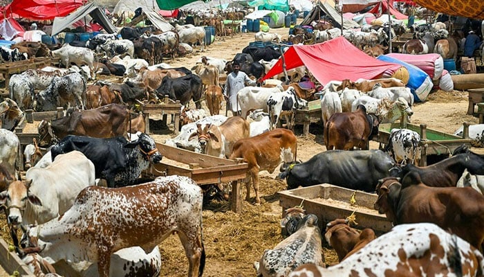 اسلام آباد: کچا اسٹاپ مویشی منڈی میں سرکاری فیس سے زائد کی وصولی کی شکایت