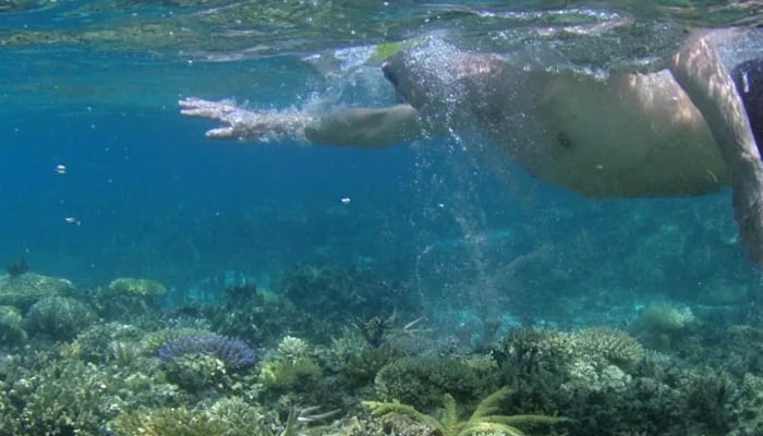 Australia: Man dies after shark attack in Queensland