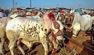 عیدالاضحیٰ کی آمد کے ساتھ کانگو وائرس کے خطرات بڑھنے کا خدشہ