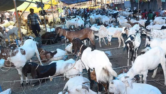 ممبئی: قربانی کیلئے لائے بکروں کی موجودگی پر ہنگامہ، مسلمانوں ہی کیخلاف مقدمہ درج