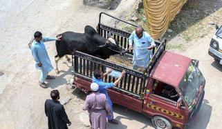 جانور خرید کر محفوظ طریقے سے گھر پہنچانا بڑا چیلنج