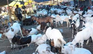 ممبئی: قربانی کیلئے لائے بکروں کی موجودگی پر ہنگامہ، مسلمانوں ہی کیخلاف مقدمہ درج