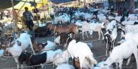 ممبئی: قربانی کیلئے لائے بکروں کی موجودگی پر ہنگامہ، مسلمانوں ہی کیخلاف مقدمہ درج