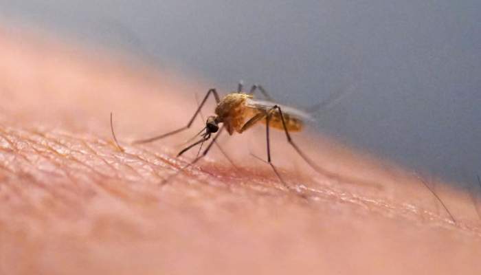 Chikungunya virus heading North America, Europe: Here’s all you need to know