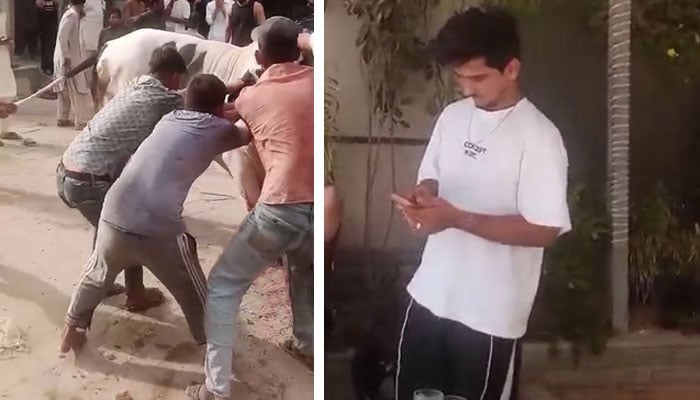 صائم ایوب کا بچھڑا قربانی کے دوران بے قابو ہوکر کھڑا ہوگیا