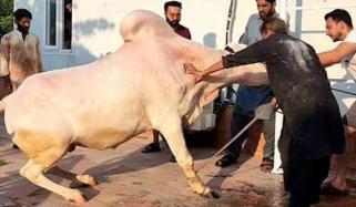 کراچی میں عیدالاضحیٰ کے دوسرے دن بھی سنت ابراہیمی کی ادائیگی جاری