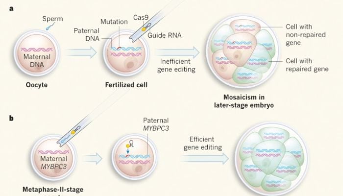 Scientists have taken a significant step toward safer genetic medicine