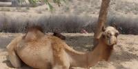 تھر پارکر: اونٹنی پر تشدد، 1 آنکھ ضائع ہو گئی